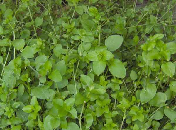 Трава мокрица - лечебные свойства и противопоказания, фото, правильная заготовка