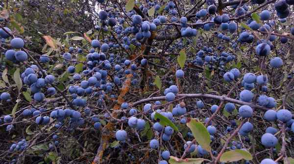 Терновник полезные свойства и противопоказания + фото растения