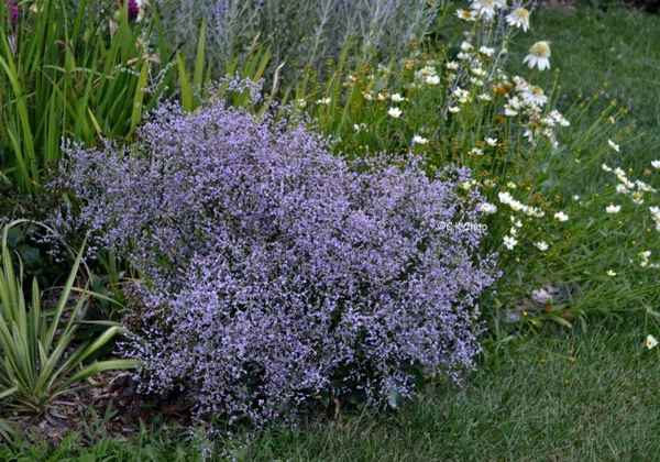 Кермек татарский (многолетник) - фото, посадка и уход в открытом грунте, выращивание из семян
