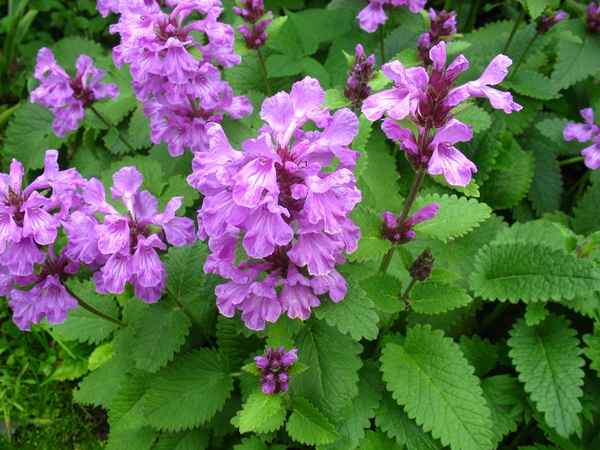 Буквица цветок-многолетник: выращивание из семян, посадка, уход + фото