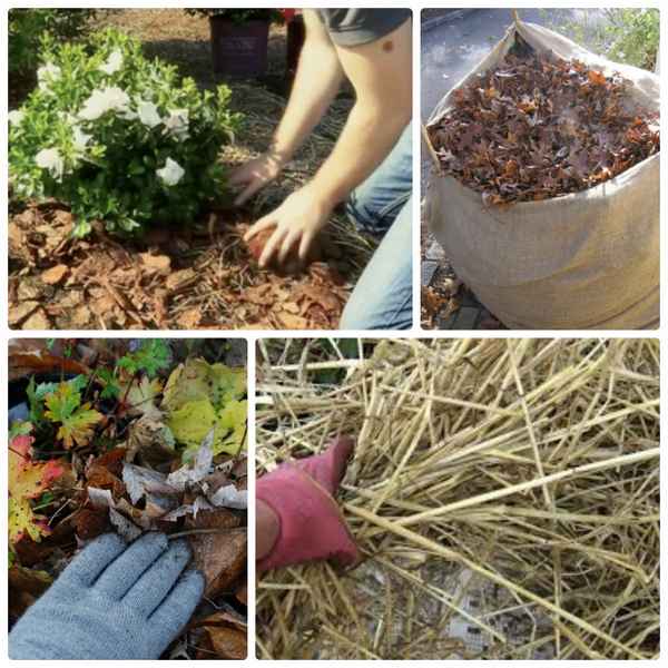 Подготовка многолетних цветов к зиме: правила, фото, видео