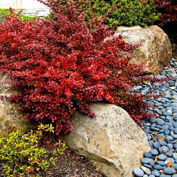 Барбарис в ландшафтном дизайне + фото