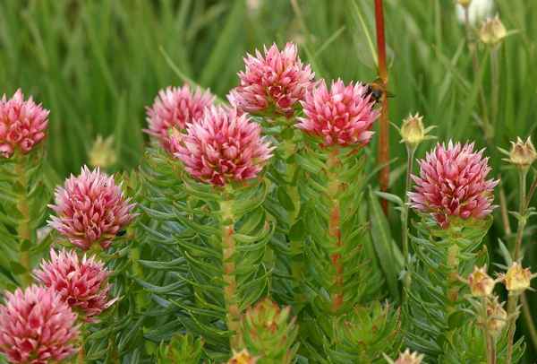 Трава красная щётка - применение и противопоказания, фото