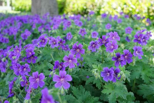 Герань садовая многолетняя: посадка и уход в открытом грунте + фото