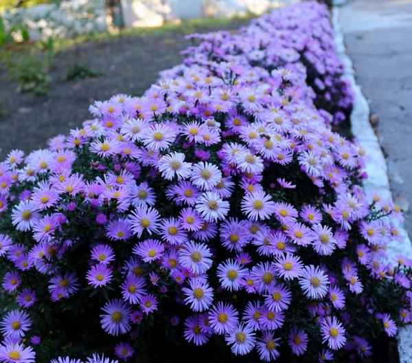 Сорта астры многолетние: фото и названия с описанием