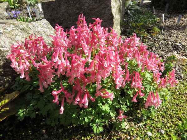 Хохлатка - посадка и уход в открытом грунте, фото, размножение, место в ландшафтном дизайне