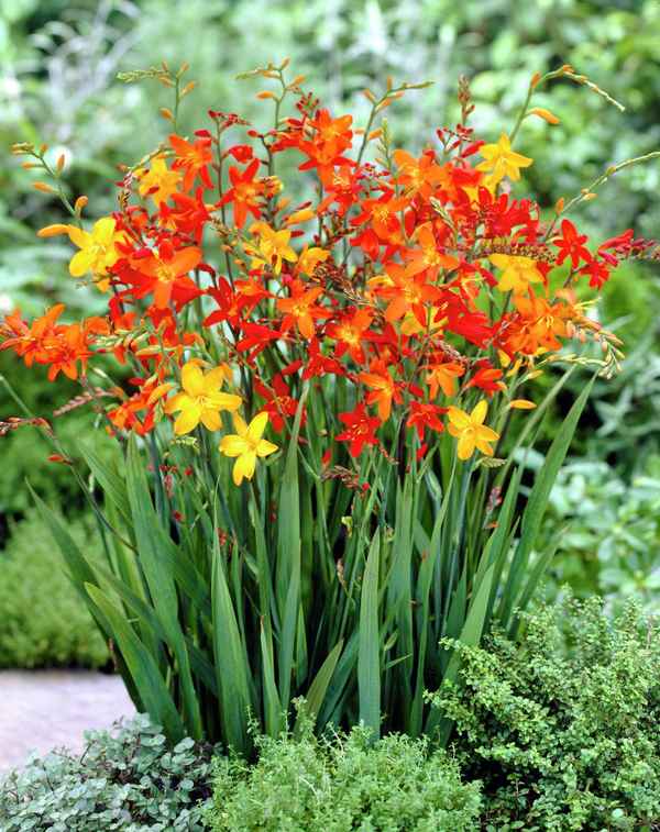 Мамбреция (монтбреция) - посадка и уход в открытом грунте, подготовка к зиме в Сибири + фото цветов