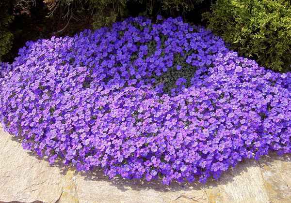 Почвопокровные многолетники цветущие все лето - фото, названия, описание