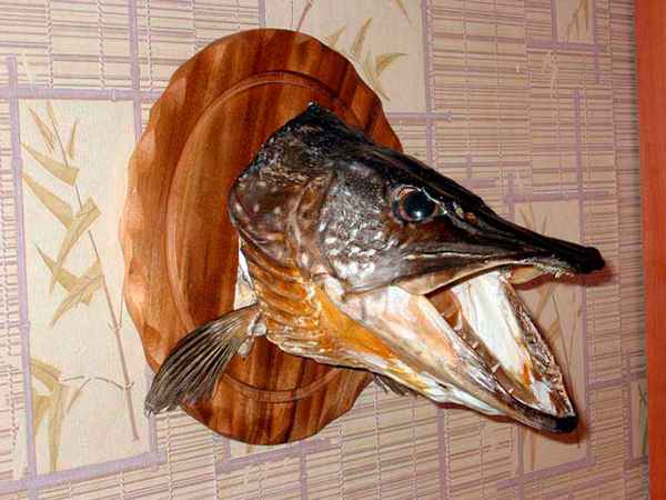 Как сделать чучело из головы щуки своими руками + видео