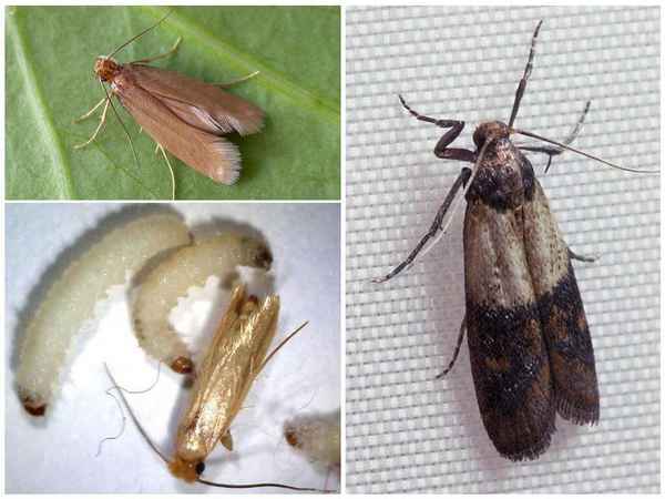 Как избавиться от моли в доме, где много моли неизвестно откуда