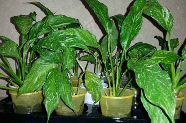 Почему не цветёт спатифиллум в домашних условиях: основные причины (видео)