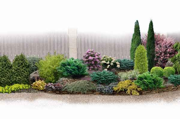 Миксбордер из хвойных и кустарников своими руками - схемы с фото