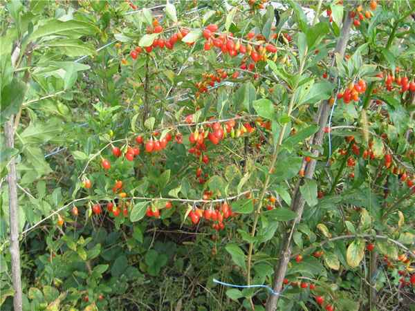 Дереза обыкновенная - где растет в России, фото и описание кустарника