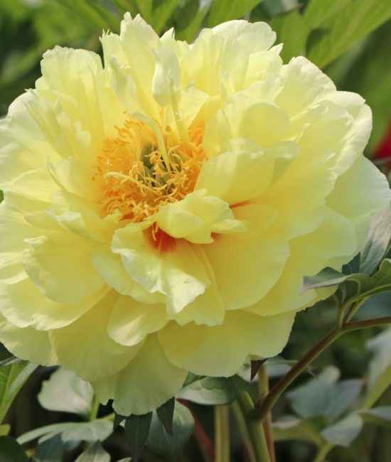 Пион бартзелла: фото и описание, отзывы