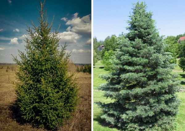 Ель сибирская - описание вида, посадка декоративного дерева и уход за ним, фото
