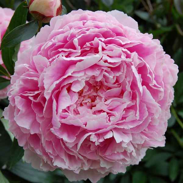 Пион Сара Бернар: фото и описание сорта