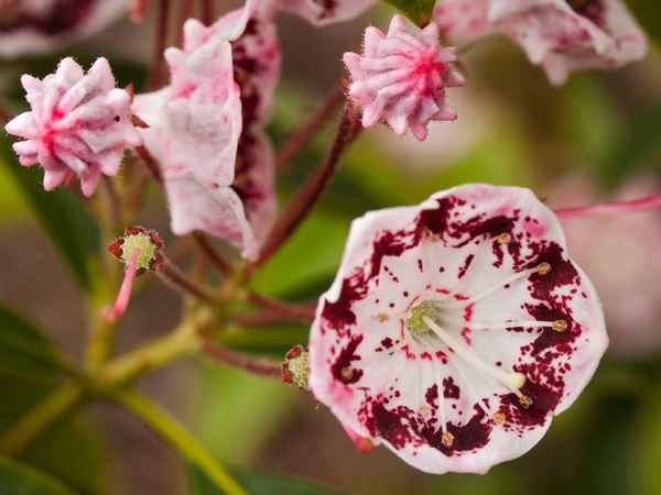 Кальмия широколистная - посадка и уход, фото видов и сортов