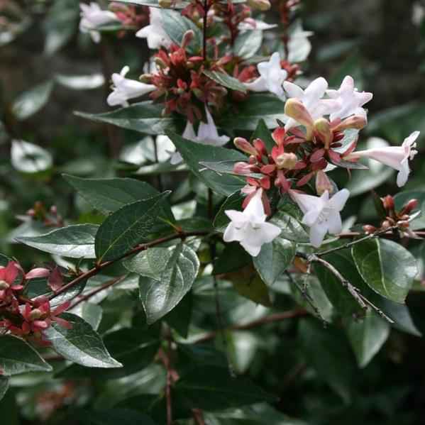 Абелия корейская: фото и описание декоративного кустарника, зона морозостойкости