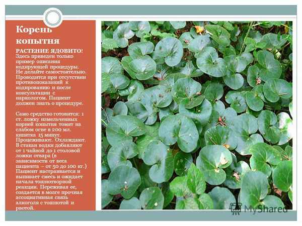 Копытень европейский: фото растения, применение от алкоголизма, отзывы, противопоказания