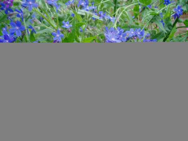 Анхуза (воловик) капля лета: посадка и уход в открытом грунте, выращивание, фото