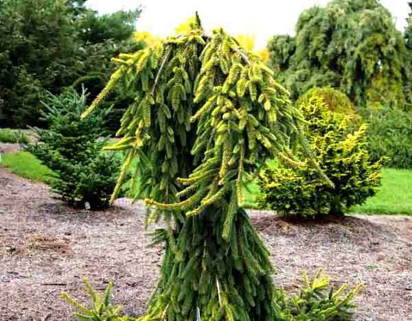 Декоративные деревья и кустарники: ель глена - фото и описание, особенности выращивания и ухода