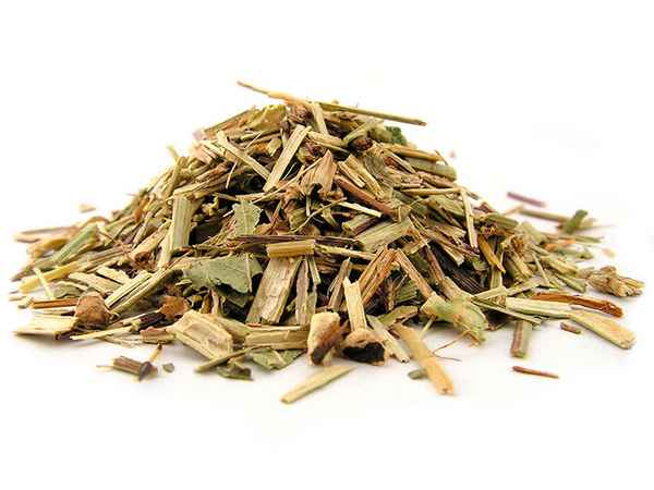 Кровохлебка лекарственная: деликатес для здоровых, снадобье для больных