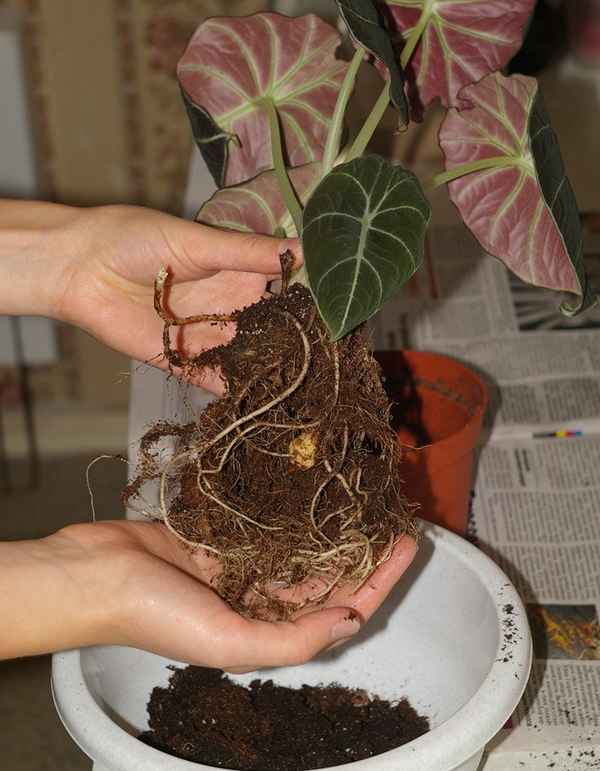 Алоказия: уход в домашних условиях, фото, размножение и пересадка комнатного цветка