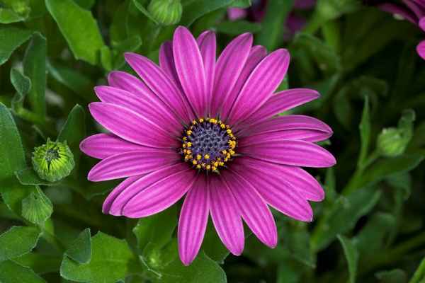 Цветы похожие на ромашку: фото и названия с описанием