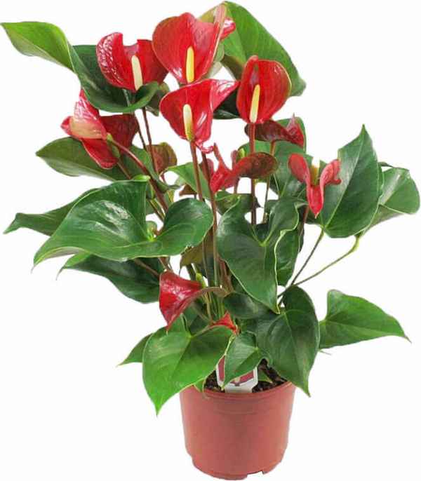 Комнатный цветок с красными цветами: фото и названия