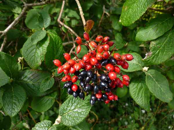 Калина гордовина: фото и описание, способы размножения, посадка и уход за кустарником