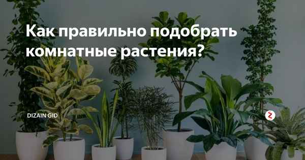 Комнатные цветы, которые нельзя держать дома: фото с названиями и почему (приметы)