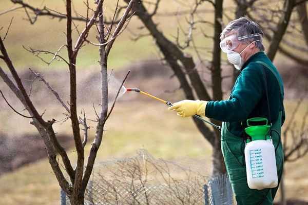 Обработка кустарников осенью от вредителей и болезней - правила проведения + фото