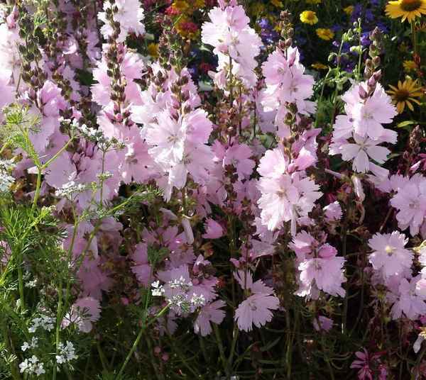 Сидальцея: посадка и уход в открытом грунте, фото, виды и сорта, выращивание, размножение и болезни