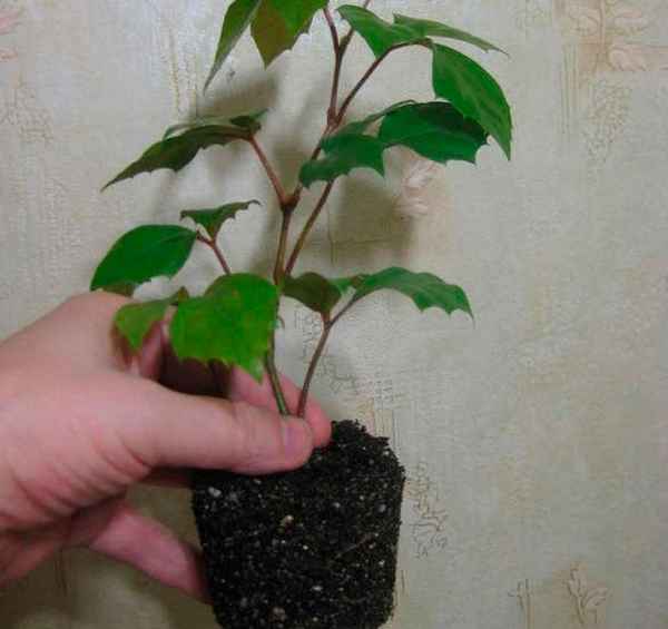 Циссус: фото, уход и размножение в домашних условиях, пересадка, виды растения