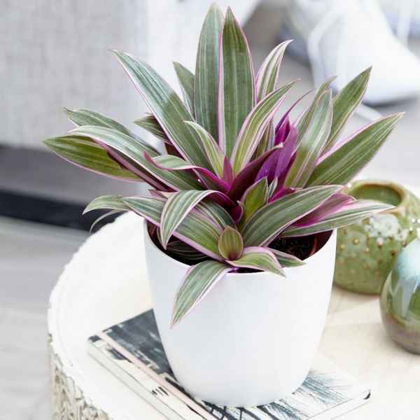 Цветок рео: фото, уход в домашних условиях