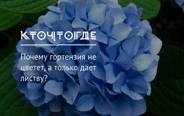 Почему не цветёт гортензия, а даёт только листву