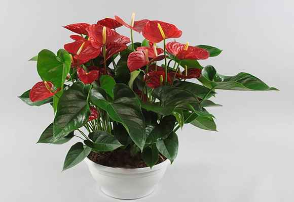 Цветок мужское счастье: фото, как называется, приметы и суеверия