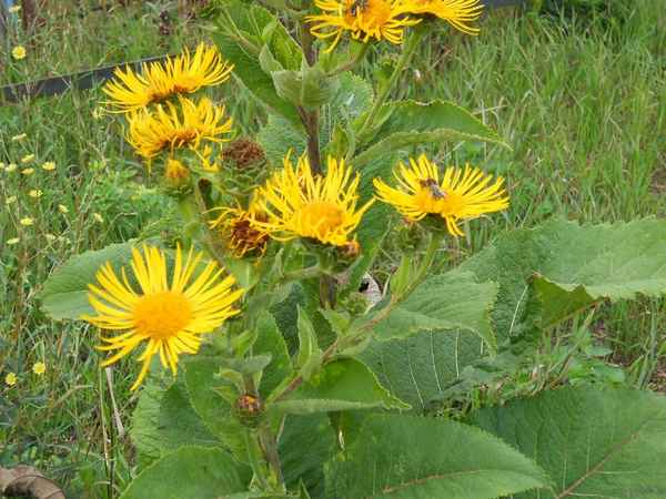 Девясил: полезные и лечебные свойства, противопоказания + фото растения