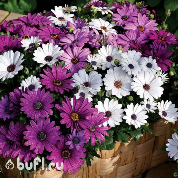 Остеоcпepмум многолетний или однолетний