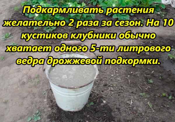 Подкормка клубники дрожжами: отзывы, можно ли подкармливать во время цветения (видео)