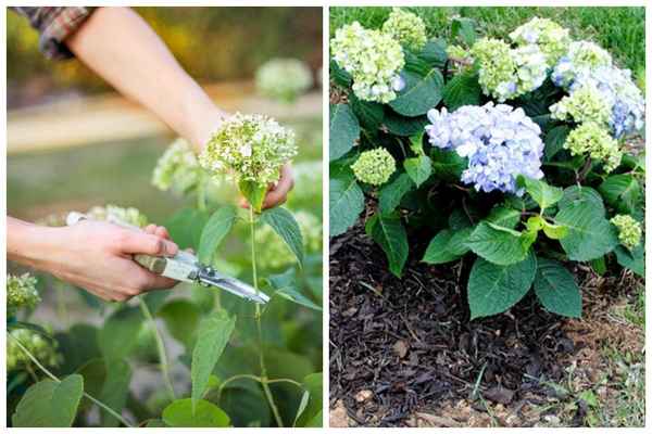 Подкормка гортензии весной, летом и осенью (видео)