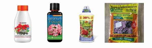 Подкормка герани для обильного цветения: чем и как удобрять герань