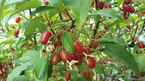 Кустарник гуми (лох многоцветковый) - посадка и уход в открытом грунте, размножение, фото