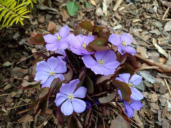 Джефферсония сомнительная посадка и уход, фото, размножение