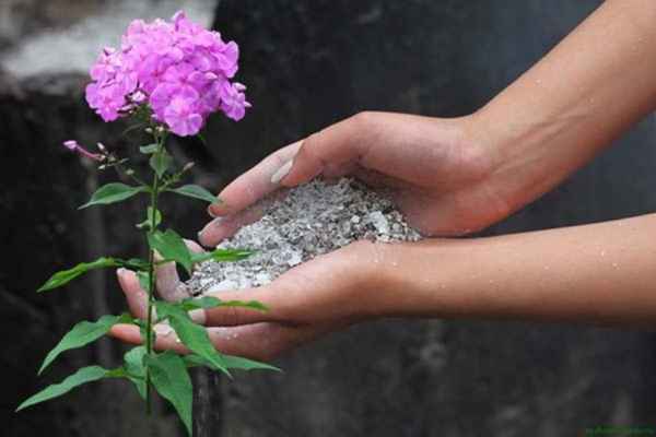 Подкормка флоксов весной и летом