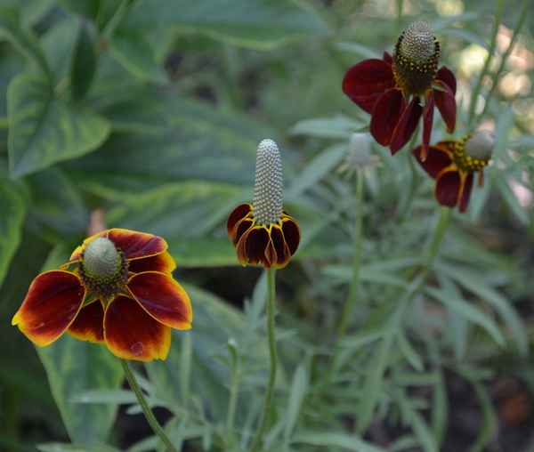 Ратибида посадка и уход в открытом грунте, фото, когда сажать