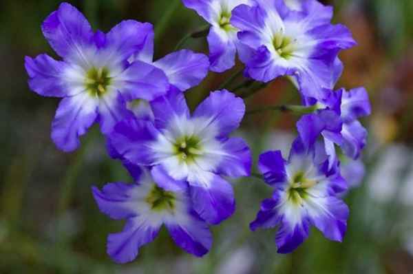 Левкокорина: посадка и уход, выращивание в открытом грунте, фото, описание