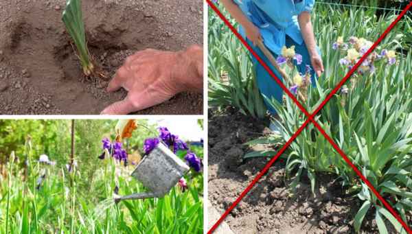 Подкормка ирисов весной и летом - чем подкормить ирисы для цветения и роста