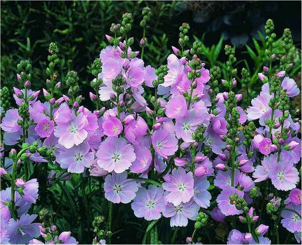 Сидальцея: посадка и уход, выращивание в открытом грунте, фото