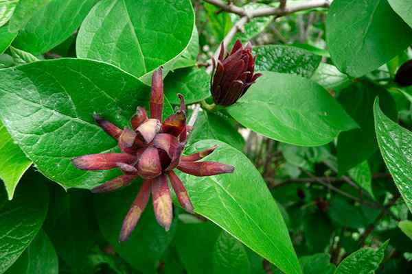 Каликант - посадка и уход, фото в саду, виды и размножение
